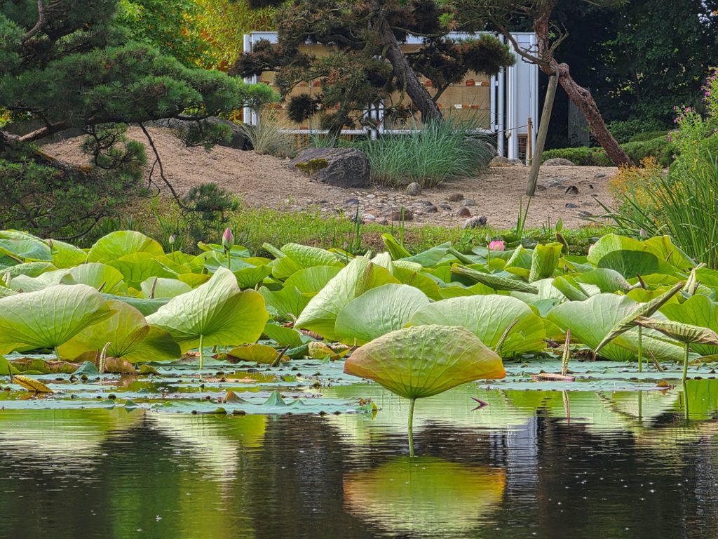 Erste Lotosblüte im Arboretum Ellerhoop