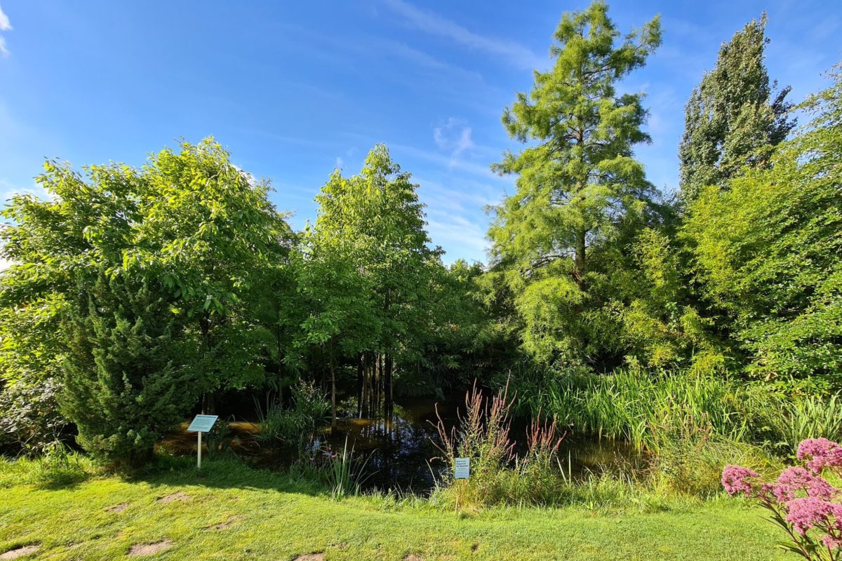 Wasserwald