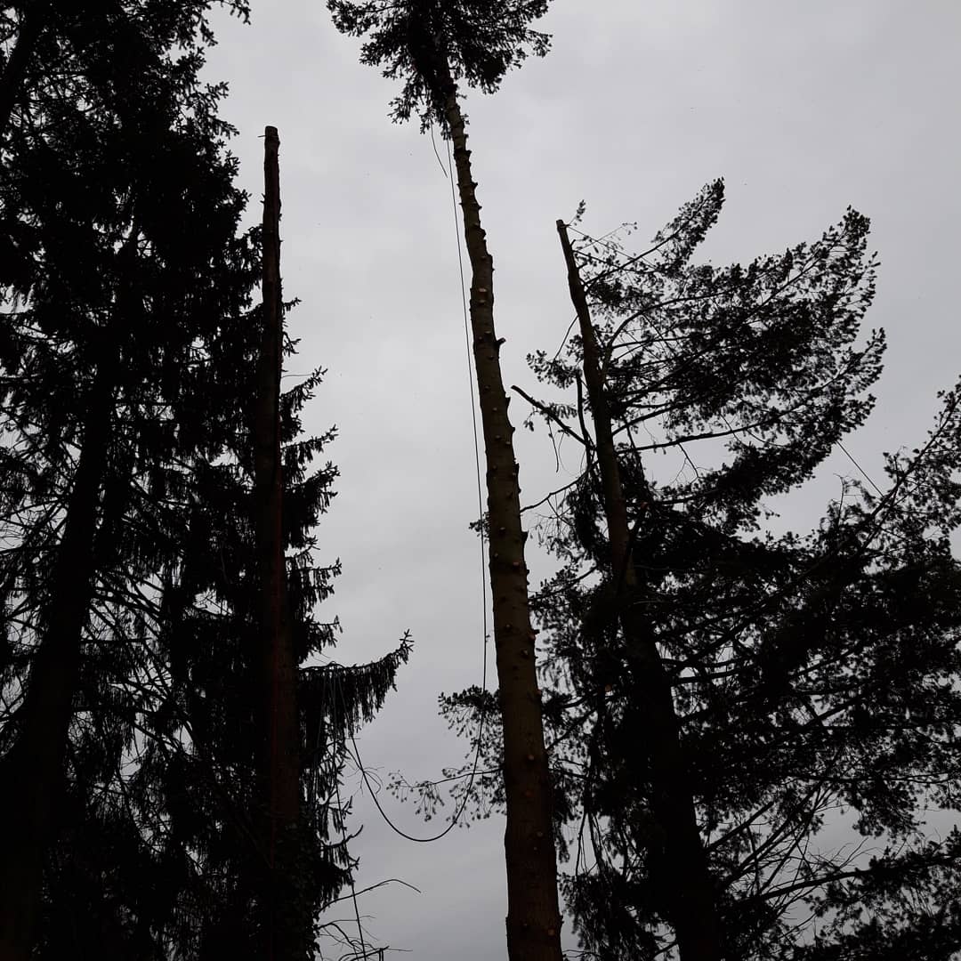 Baumpflege in großer Höhe