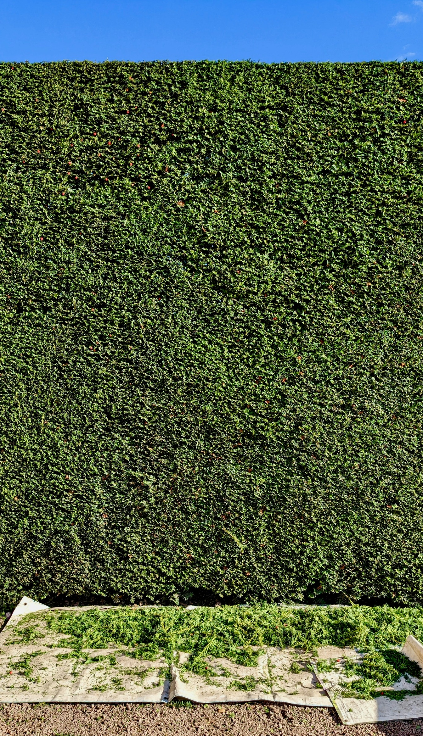 Frisch und gleichmäßig geschnittene hohe Gartenhecke